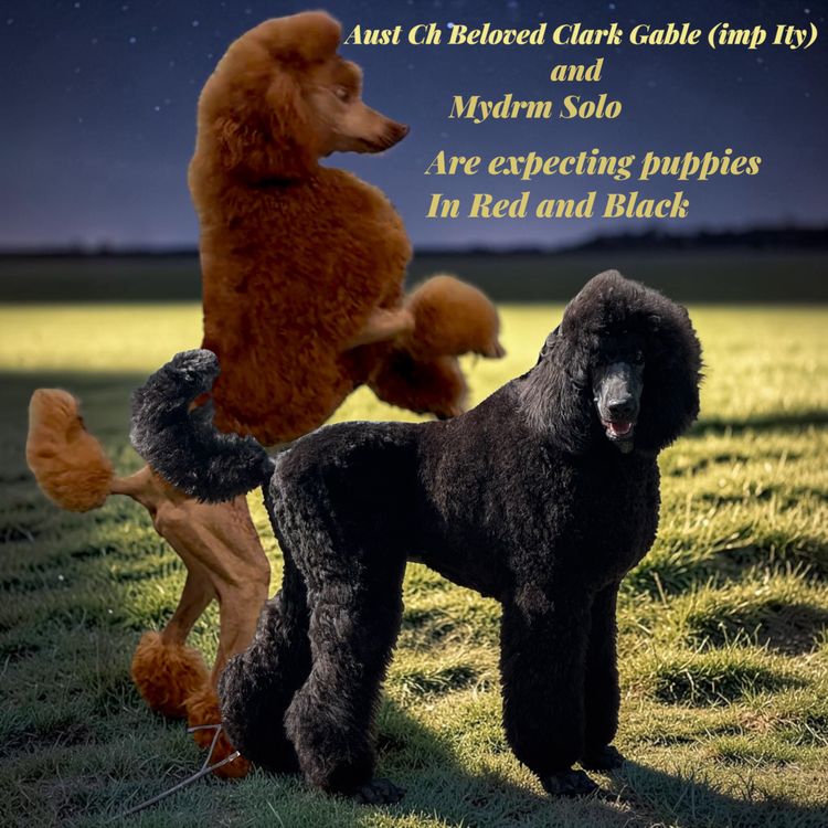 Red Standard Poodles Australia