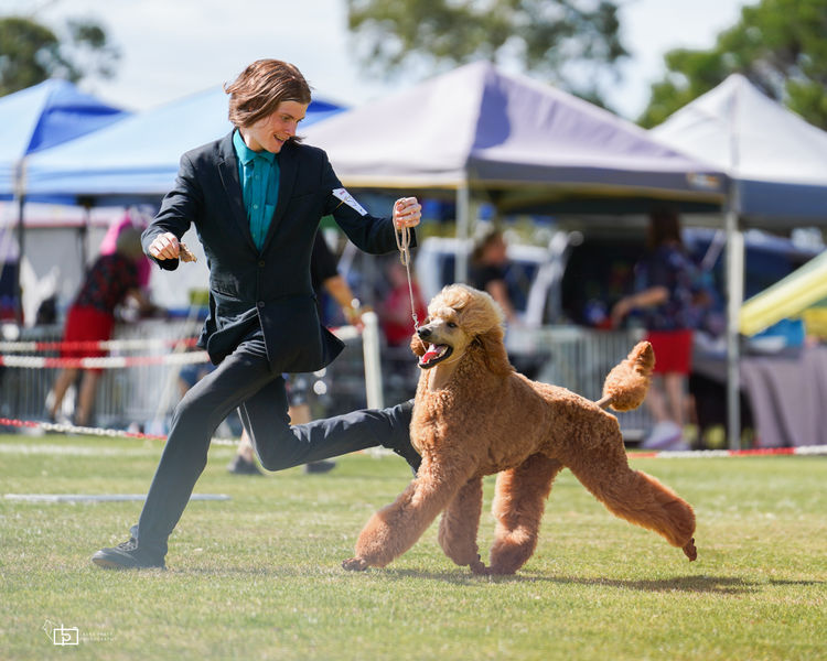 Red Standard Poodles Australia