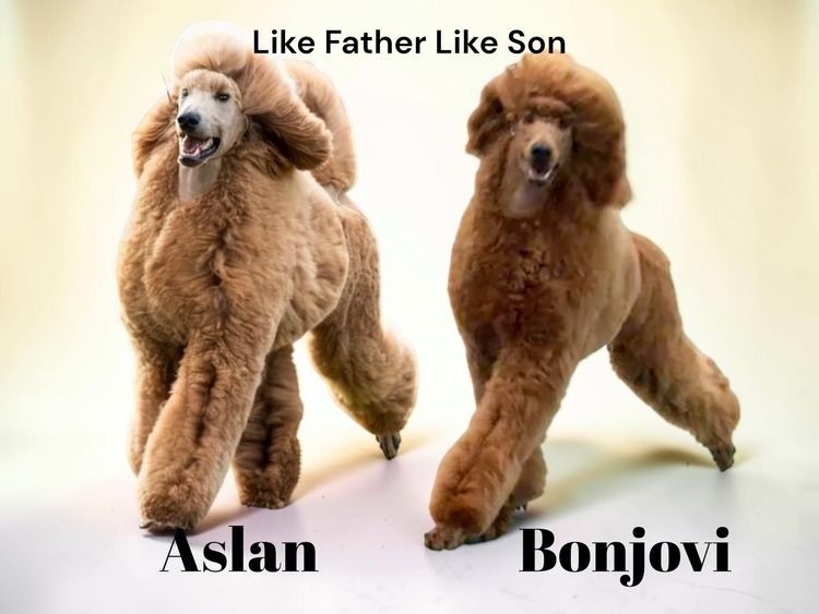 Red Standard Poodles Australia