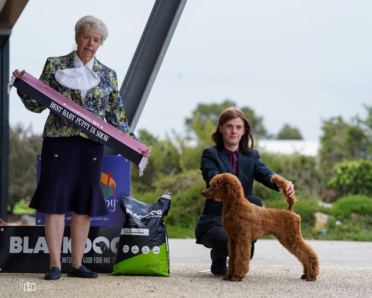 Red Standard Poodles Australia