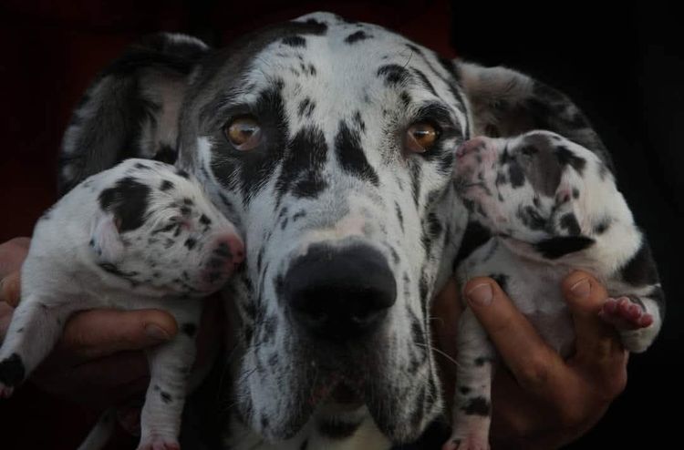 Crystalquin Great Danes