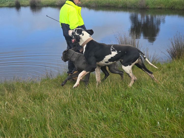 Crystalquin Great Danes