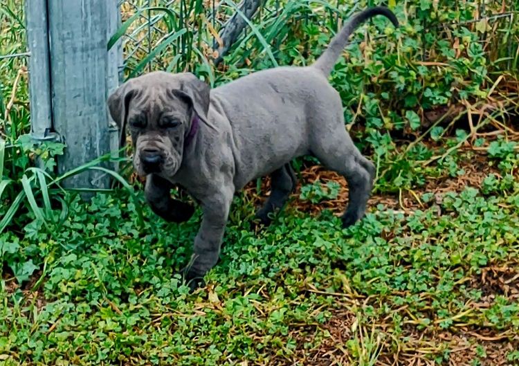 Crystalquin Great Danes