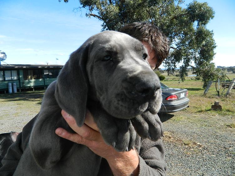 Crystalquin Great Danes