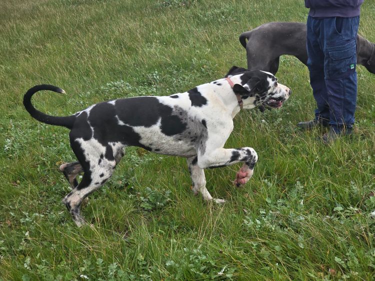 Crystalquin Great Danes
