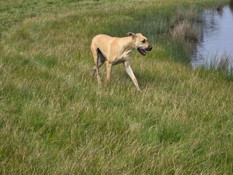 Crystalquin Great Danes