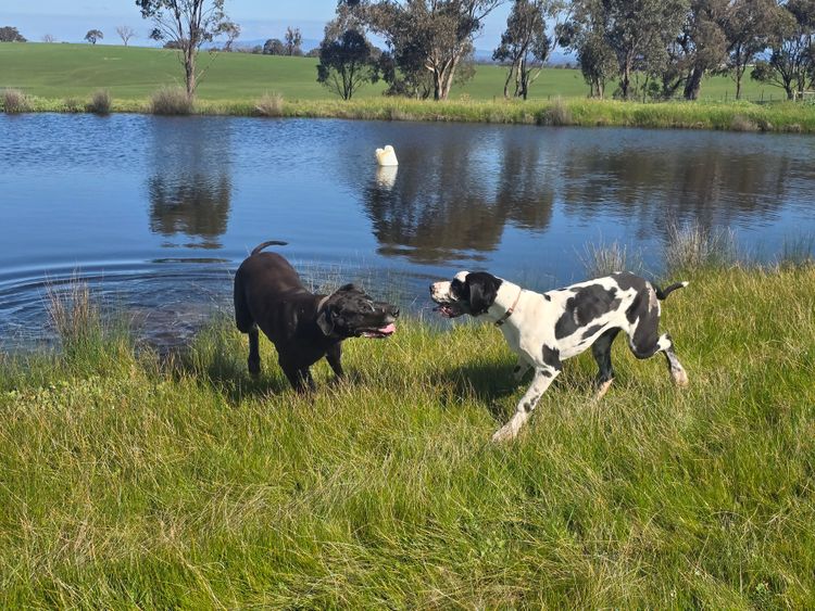 Crystalquin Great Danes