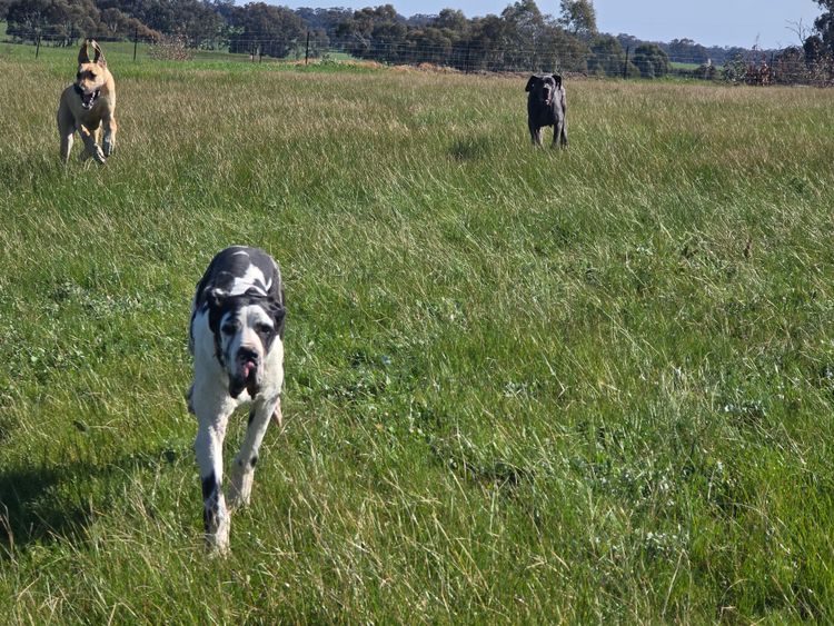 Crystalquin Great Danes
