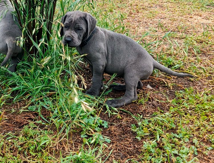 Crystalquin Great Danes