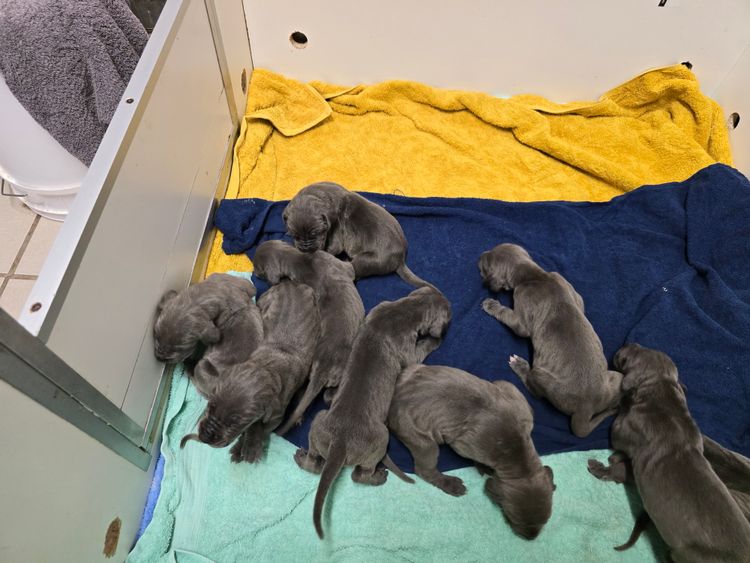 Crystalquin Great Danes