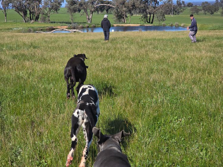 Crystalquin Great Danes