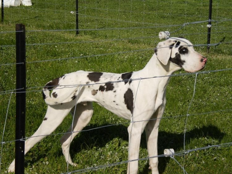 Crystalquin Great Danes