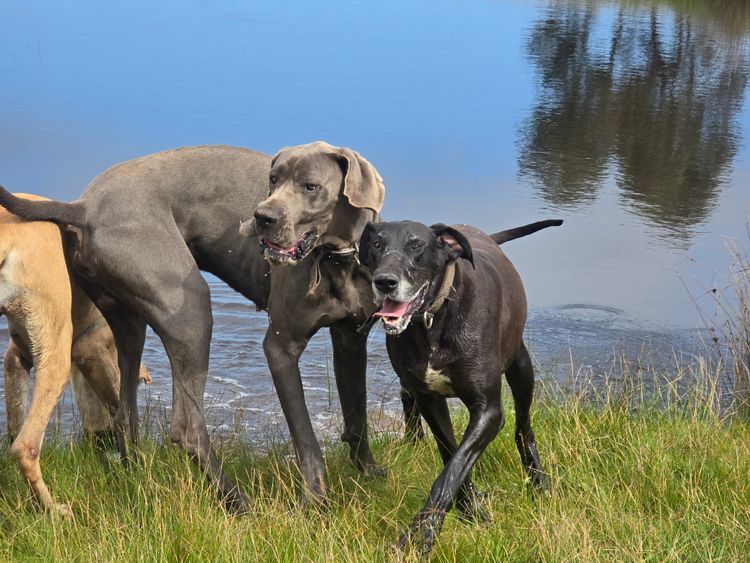 Crystalquin Great Danes