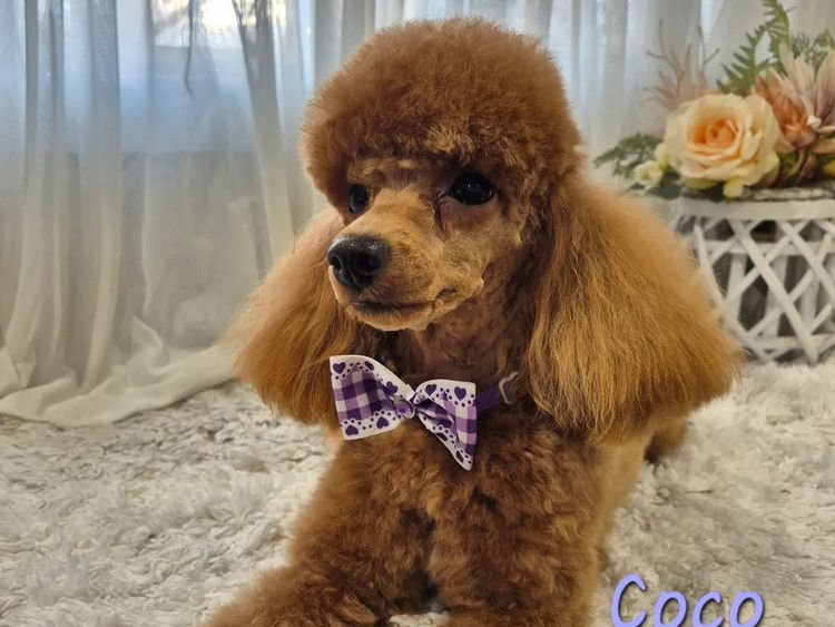 Loxy's Toy Poodles