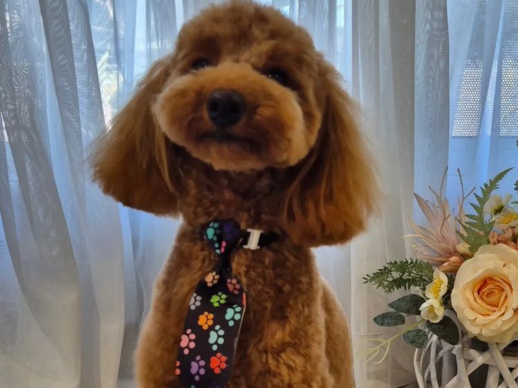Loxy's Toy Poodles