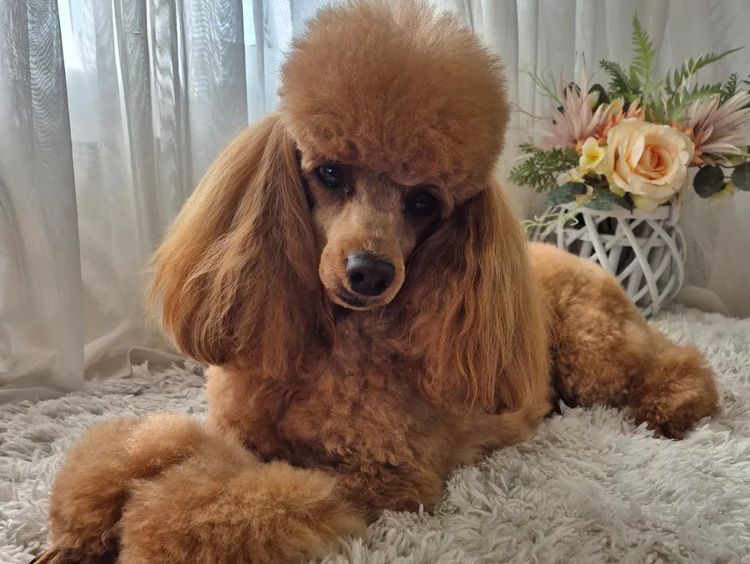 Loxy's Toy Poodles