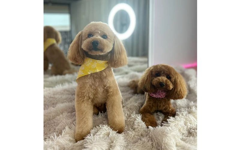 Loxy's Toy Poodles