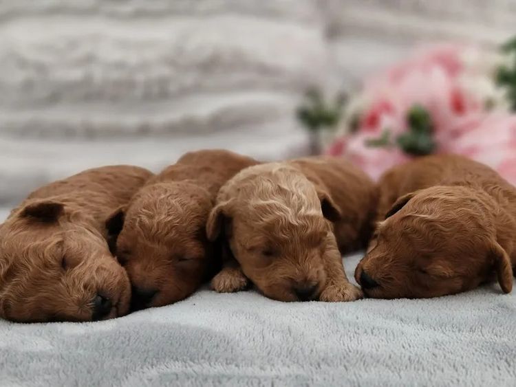 Loxy's Toy Poodles
