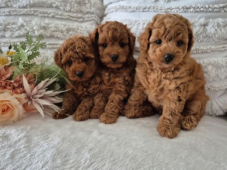 Loxy's Toy Poodles