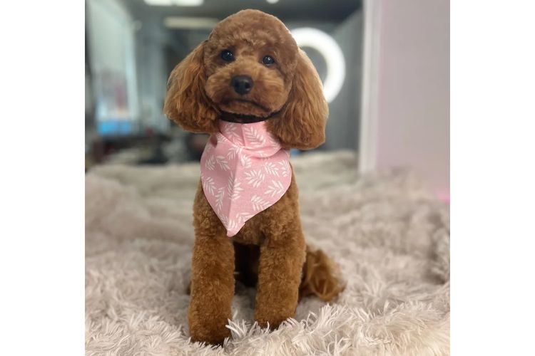 Loxy's Toy Poodles