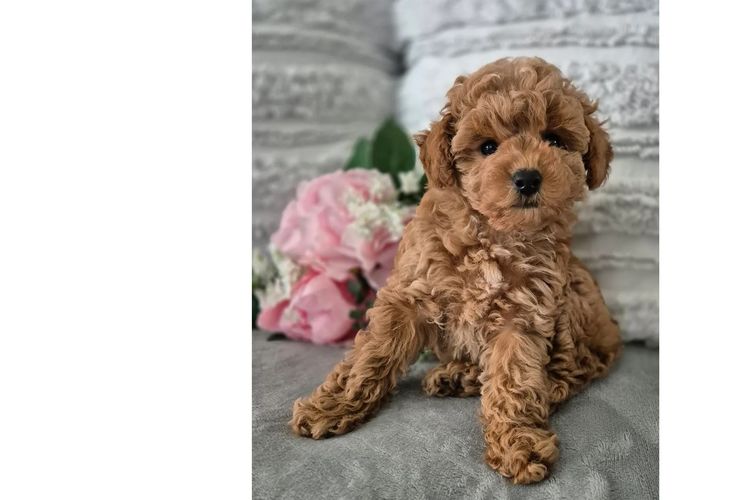 Loxy's Toy Poodles