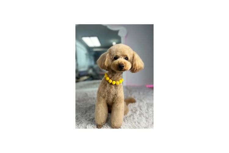 Loxy's Toy Poodles