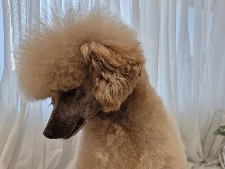 Loxy's Toy Poodles