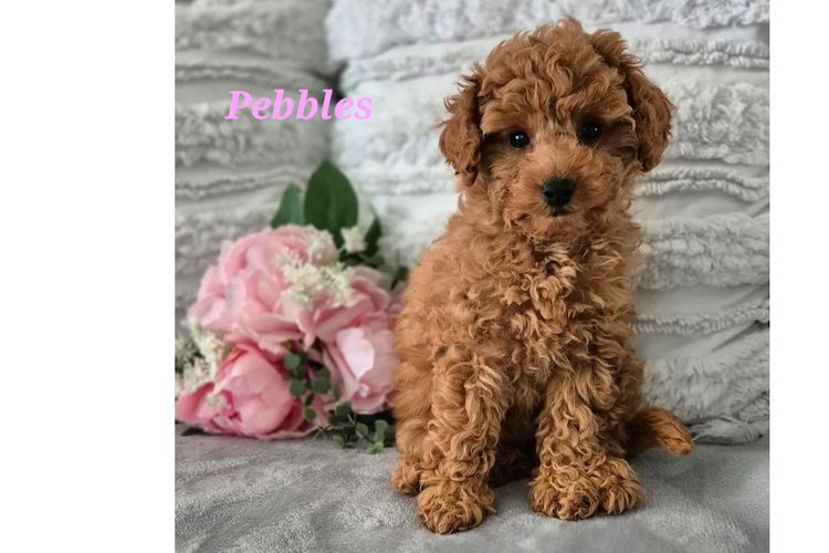 Loxy's Toy Poodles