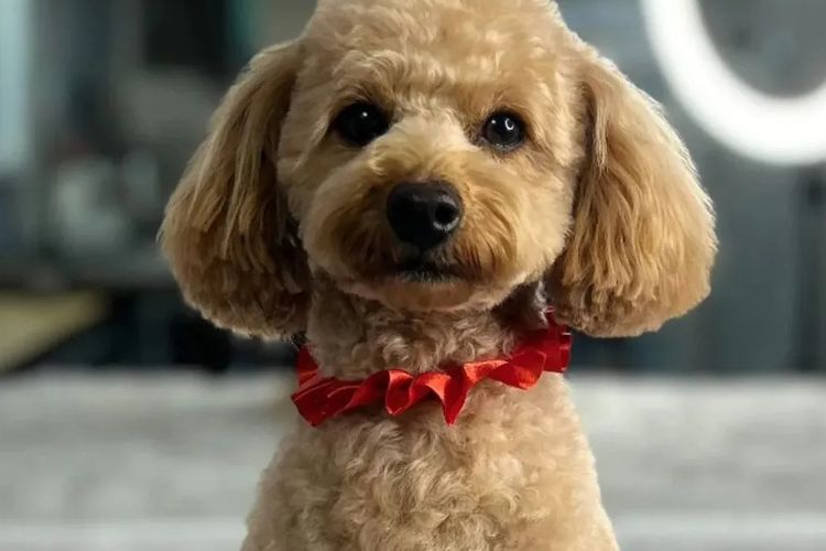 Loxy's Toy Poodles