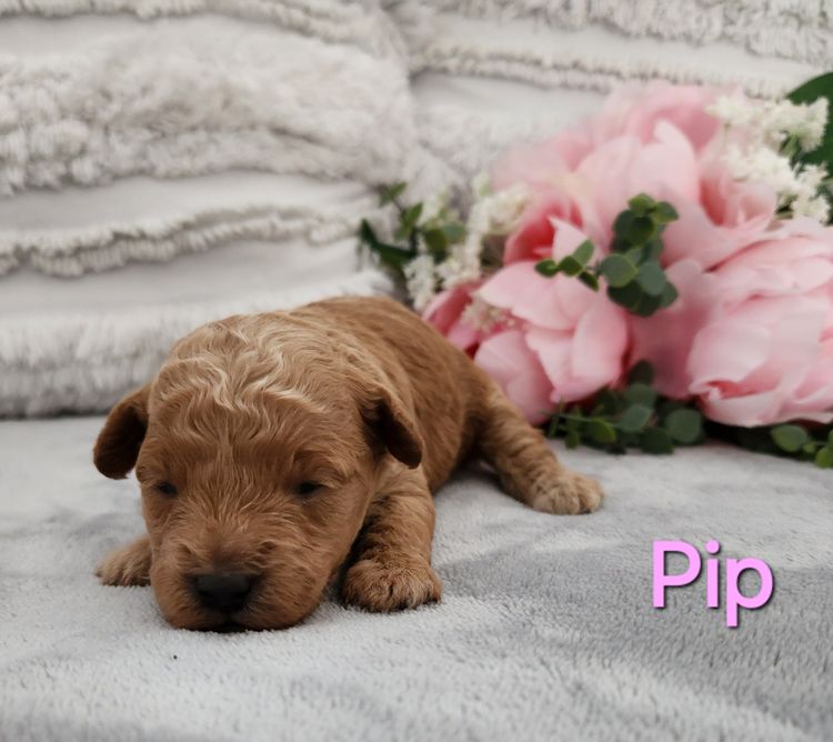 Loxy's Toy Poodles