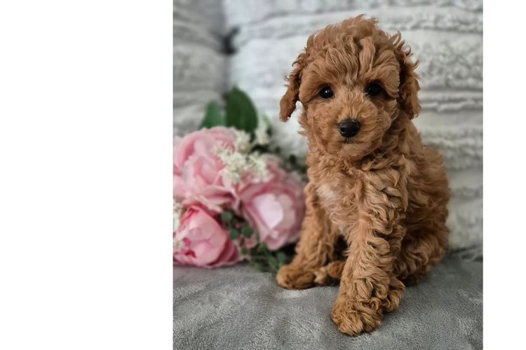 Loxy's Toy Poodles