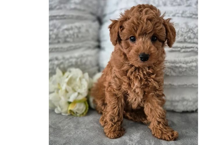 Loxy's Toy Poodles