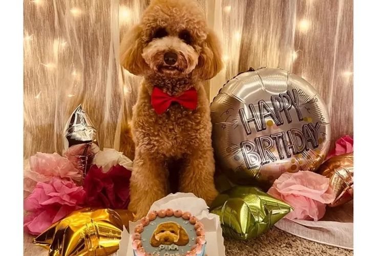 Loveable Oodles Labradoodles