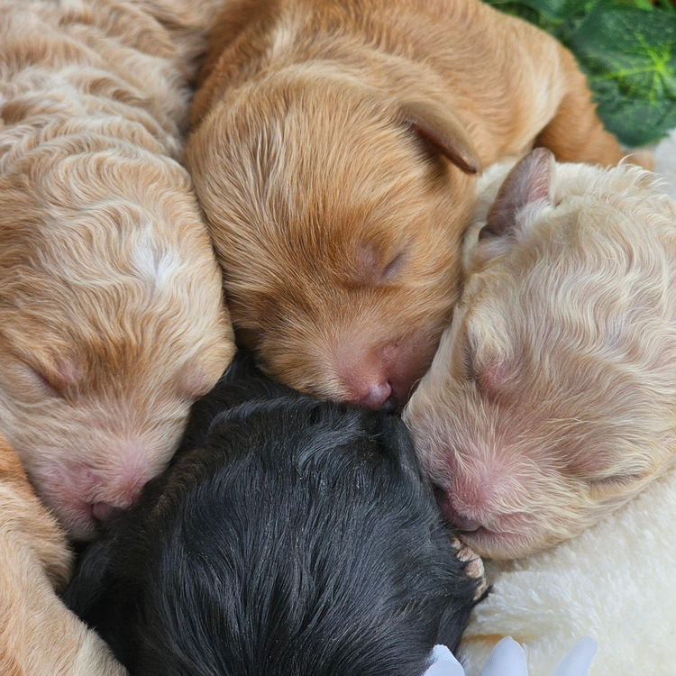 Loveable Oodles Labradoodles