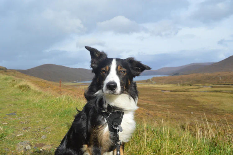 Moonfly Border Collies