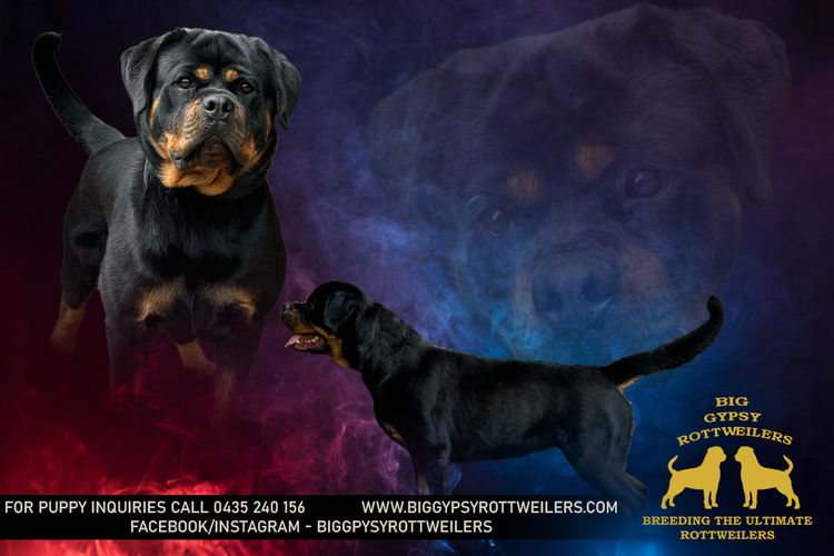 Big Gypsy Rottweilers