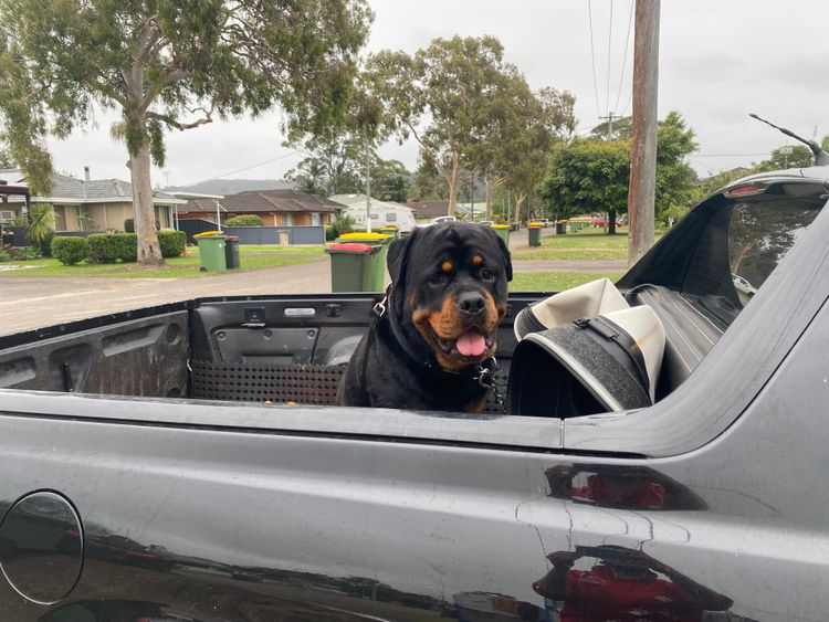 Big Gypsy Rottweilers