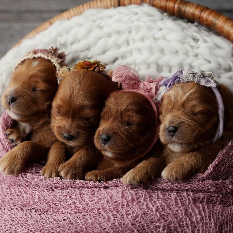 Spring Pastures Puppies Cavoodles