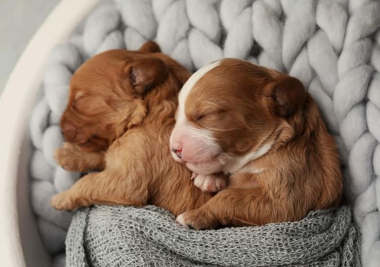 Spring Pastures Puppies Cavoodles