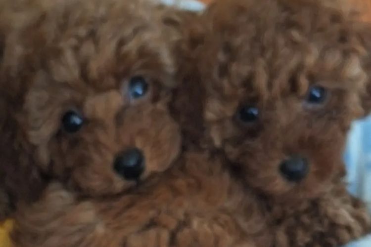 TAIDIRED Pedigree Toy Poodle (ANKC registered)