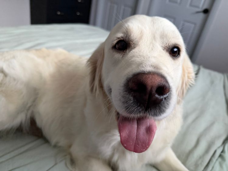MCGOLDENS