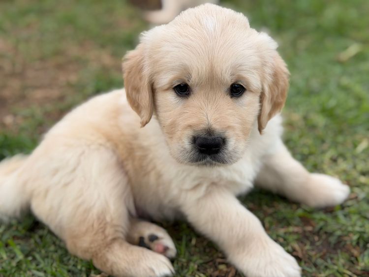 MCGOLDENS