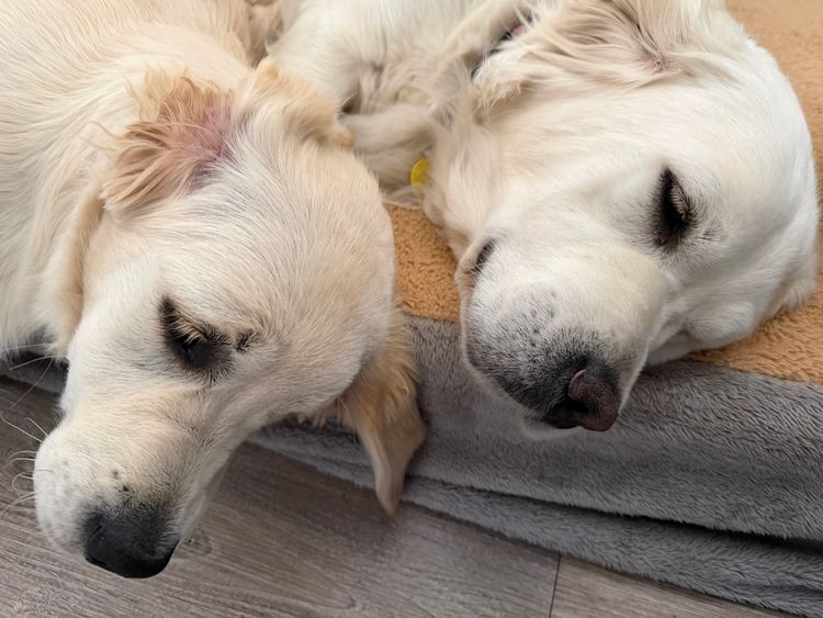 MCGOLDENS