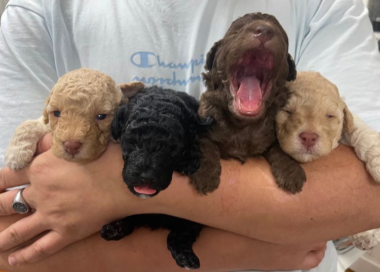 Goldalluna Lucky Miniature Poodles