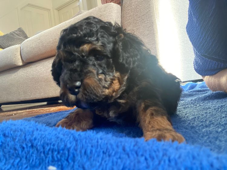 Nala and Lila Cavoodles