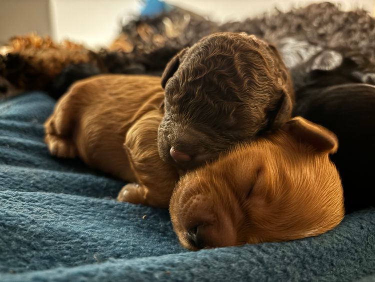Nala and Lila Cavoodles