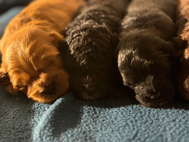 Nala and Lila Cavoodles