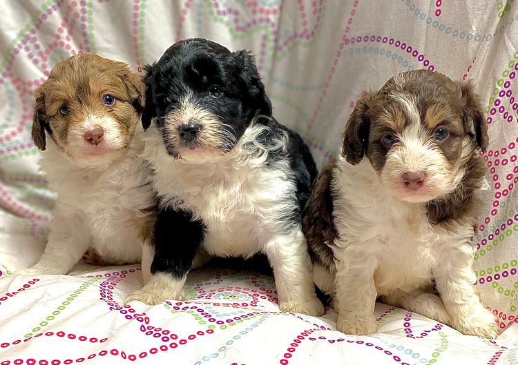 Casa De Oodle Bordoodles