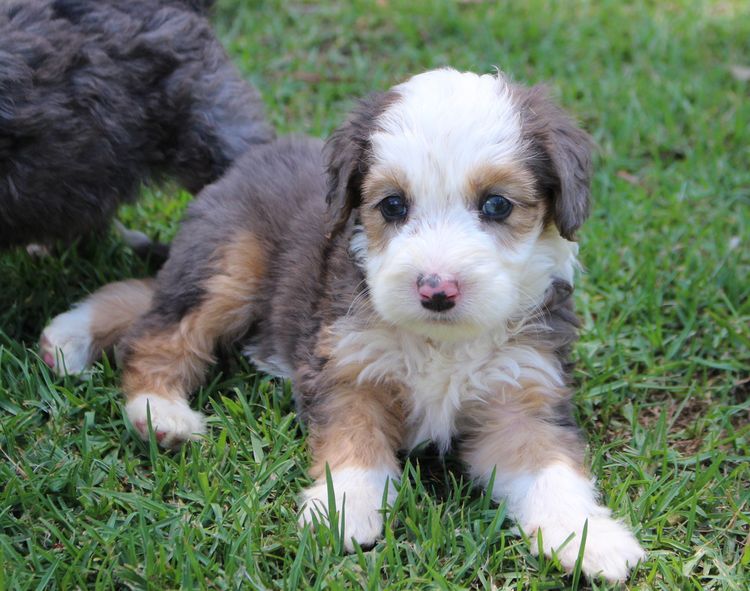 Casa De Oodle Bordoodles