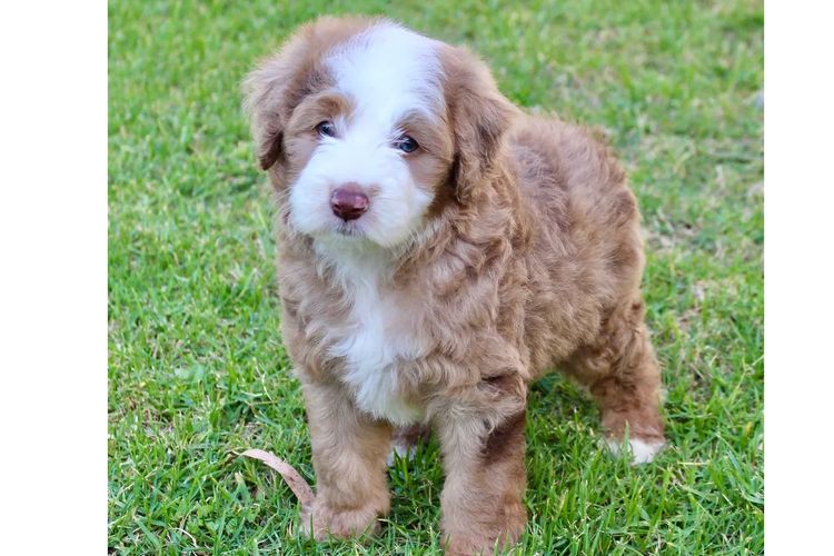 Casa De Oodle Bordoodles